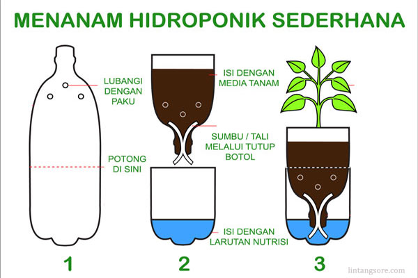 menanam hidroponik dengan botol bekas