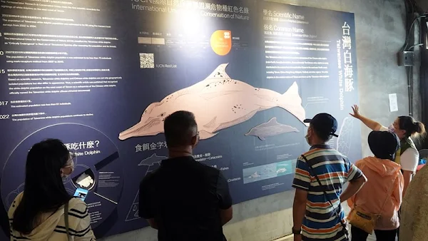 ▲走進全新的白海豚媽祖宮，第一眼就看到牆面上真實尺寸的台灣白海豚，配合展版上的資訊，讓民眾能夠好好認識台灣白海豚的生態習性。（圖／記者林明佑攝）
