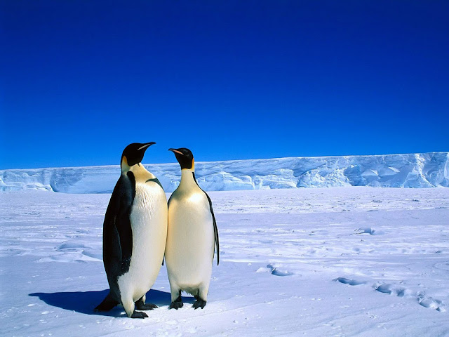Cute & Beautiful Penguin HD Wallpaper Free