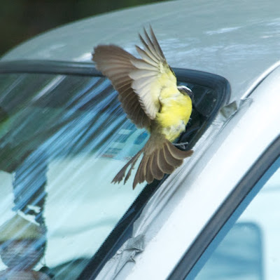 Social Flycatcher (Myiozetetes similis)