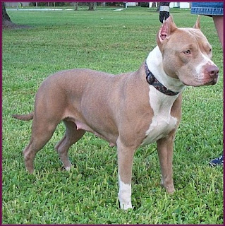 Raza de perro American Pit Bull Terrier o Pitbull