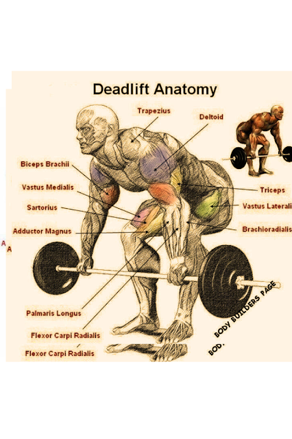 The deadlift practice is a somewhat straightforward activity to play out, a weight is lifted from a laying position on the floor to an upstanding position. The deadlift practice uses different muscle gatherings to perform yet has been utilized to strength the hips, thighs, and back muscular structure.