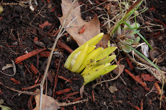 hyacinth bulb flower garden