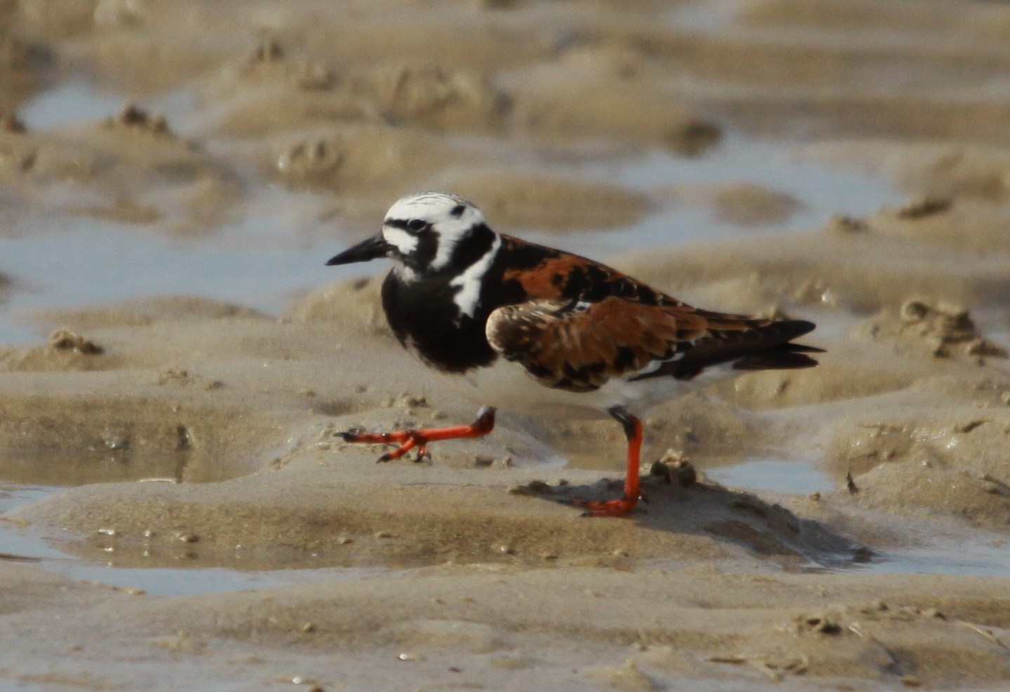 fine 'Summer plumage', while 106 of the Bar-tailed Godwit were still ...