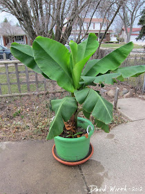 how to grow a banana tree, growing a banana tree from a seed, michigan, cold climate