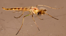 Midge, probably Chironomus luridus.  Kelsey Park, 28 August 2015.