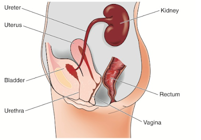 Urinary Tract Infection During Pregnancy
