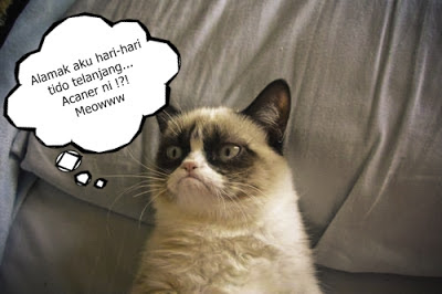 cute cat, funny cat, grumpy cat, cat faces. kucing comel, kucing gemuk/montel, cute pets