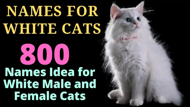 Names for White Cats