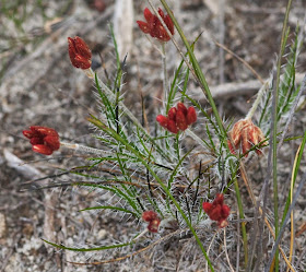 Bristly Cottonheads (Conostylis setigera)