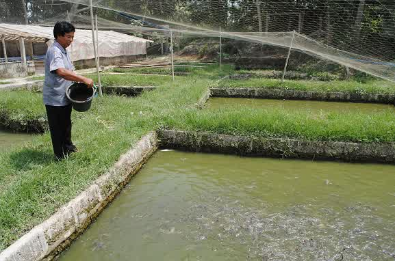 Cara Budidaya Ikan Lele Kolam Tanah