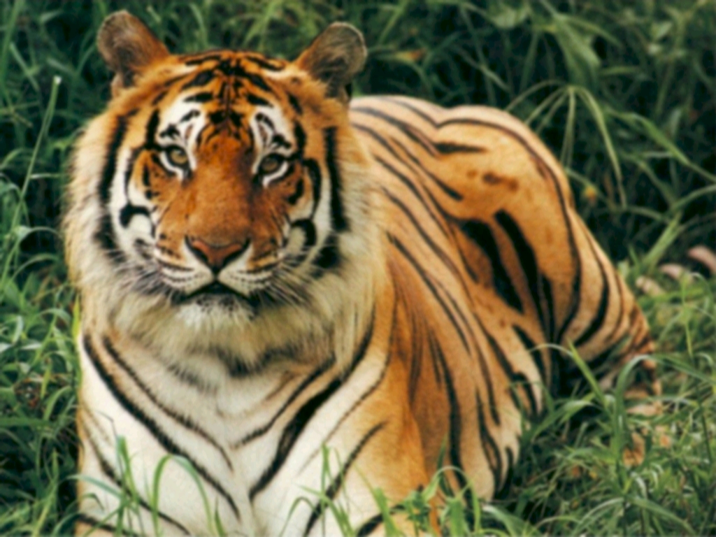MY OLYMPIC PHILATELY: Save Tigers, Save Our National 