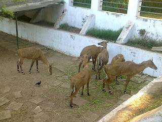 nilgai kankaria zoo