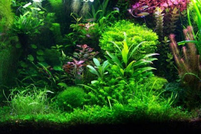 Set Up A Freshwater Aquarium : The Most Effective On The Web Backyard Aquaponic Reviews