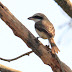 கசாப்புக்குருவி [Brown Shrike]