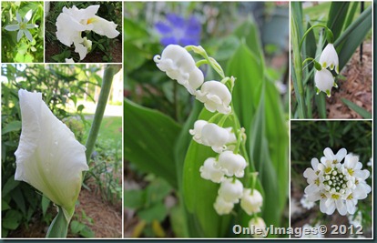 whites collage