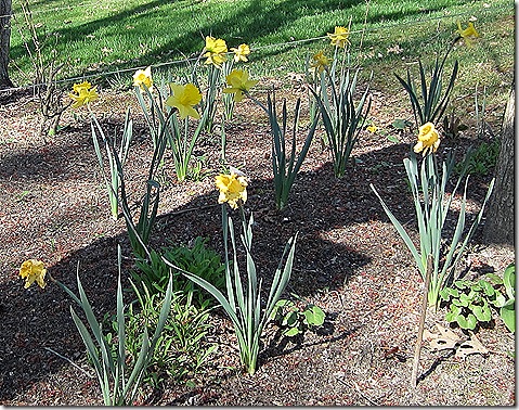 Woodland_Daffodils