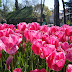 Emirgan Park