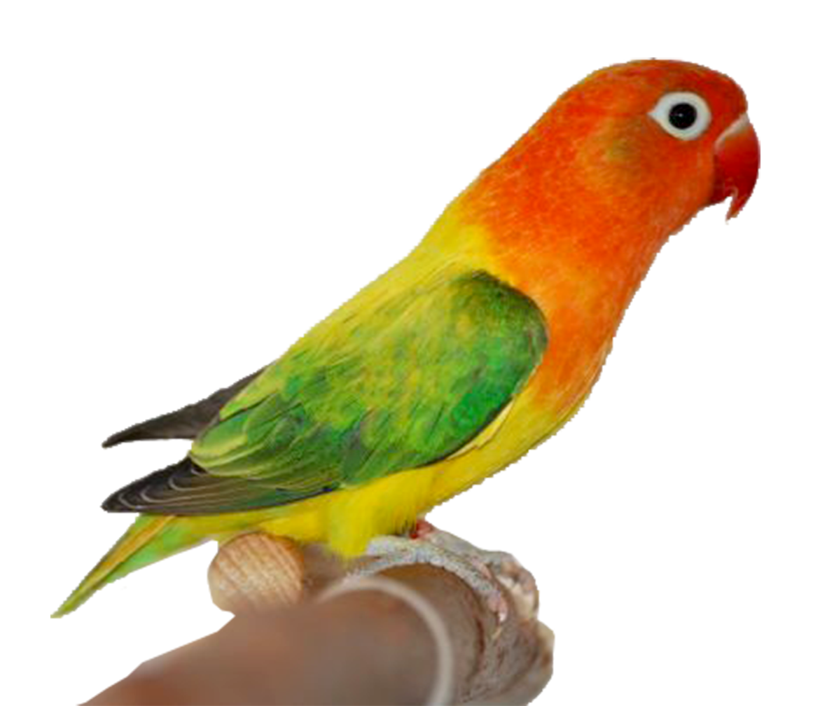  Gambar  PNG Gambar  Burung  Love Bird 