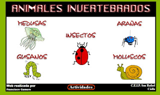  invertebrados