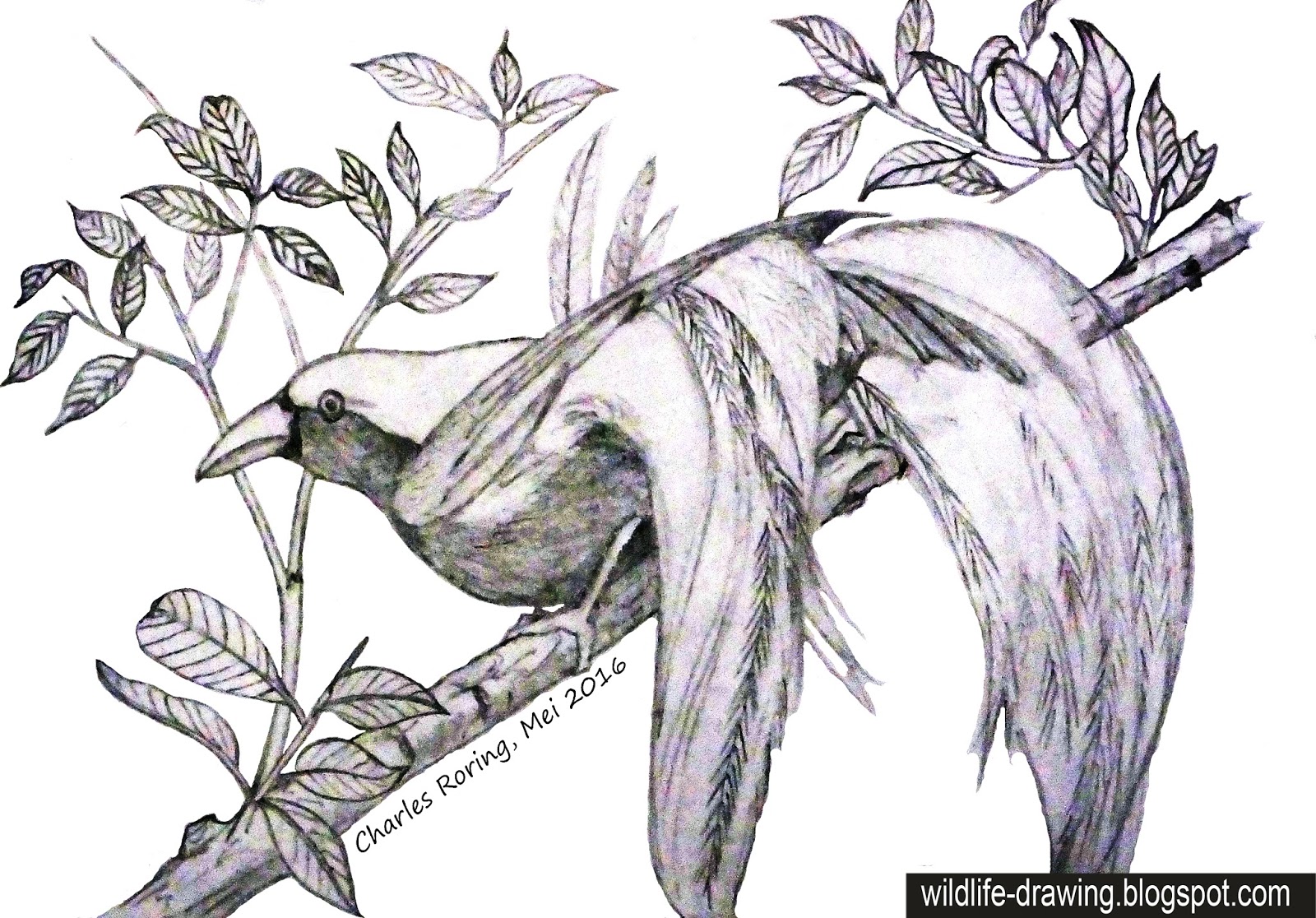 Flora and Fauna from Cendrawasih  Land Sketsa  Burung  