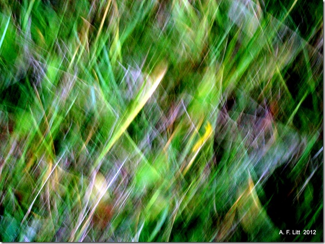Abstract. November 6, 2012.  Photo of the Day by A. F. Litt: June 28, 2012.