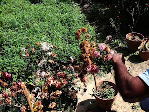 চন্দ্রমল্লিকা গাছ কি ভাবে সংরক্ষণ করবেন আগামী বছরের জন্য | How to save Chandramallika flower tree for next year