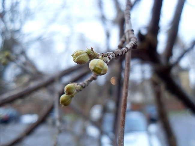 Februar 2013