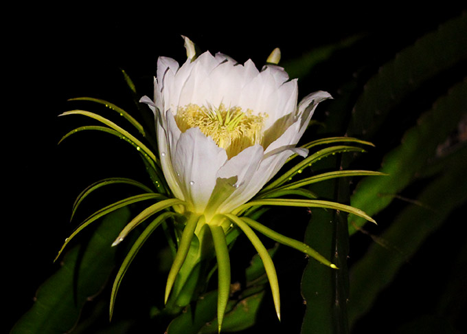 dragon fruit flower - nephithyrion