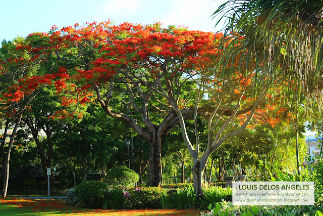 The red tree in its majestic sight