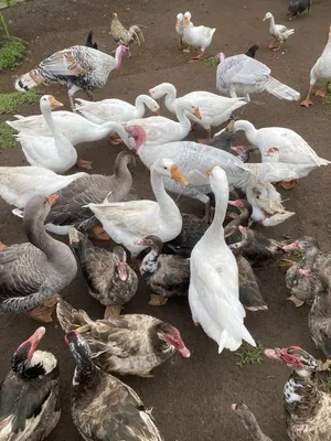 Feeding the geese and ducks at the Paradizoo Theme Farm
