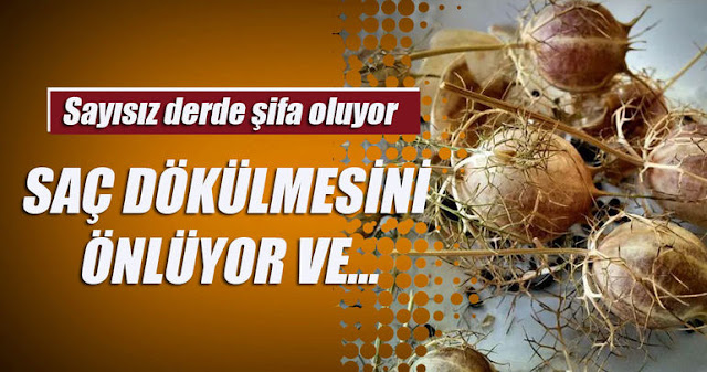 Çörek Otunun Faydaları Saymakla Bitmiyor...