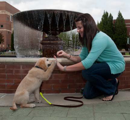 Guide Dog Training | Dog Training