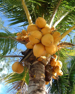 Coconut Tree Natural Photo