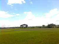 Rice fields almost evening