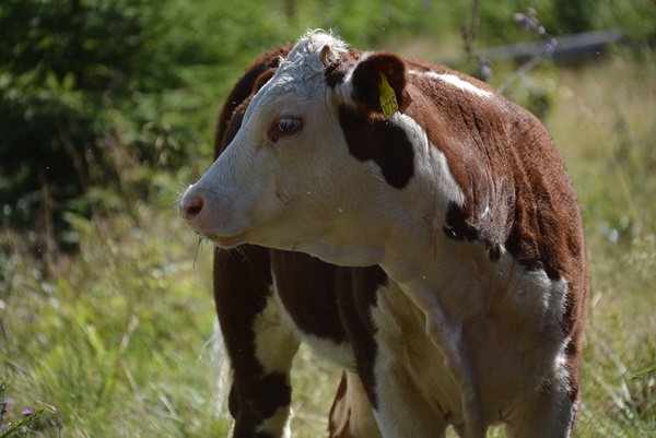 kuer kalver hereford