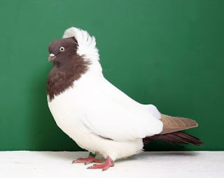 Foto Burung Merpati Nun Pigeon Daftar Harga Burung Hias Terbaru 