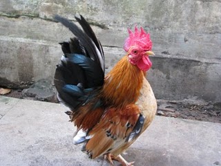  Gambar  Ayam  Bagus Dan Keren Lucu dan Keren