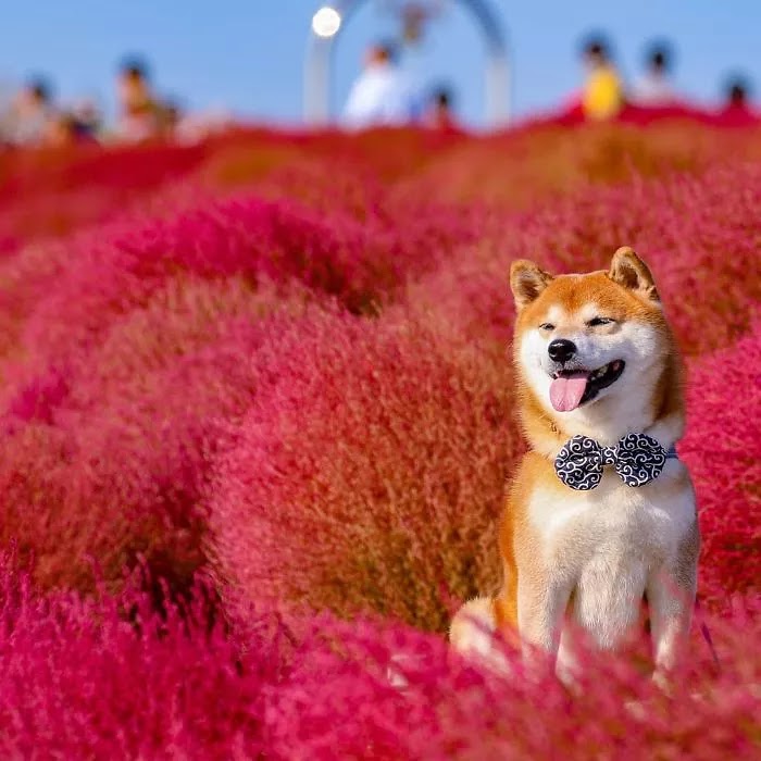 19 Adorable Pictures Of Hatchi, A Shiba Inu Dog That Is The Cutest Flower Boy In Japan