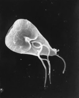 giardia