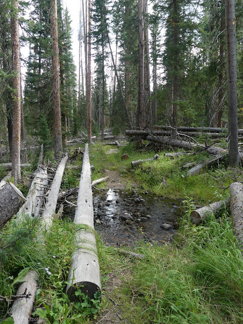 113: trees cut from a trail