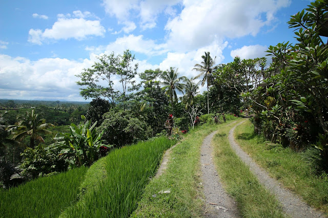 Chemin le long des rizières