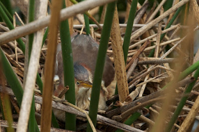 Least Bittern (Ixobrychus exilis)