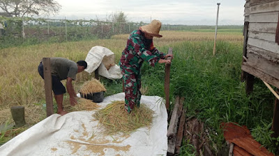 Perkuat Ketahanan Pangan, Babinsa Kodim 1002/HST Pendampingan Panen Padi