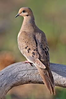 A mourning dove; photo courtesy of Wikipedia