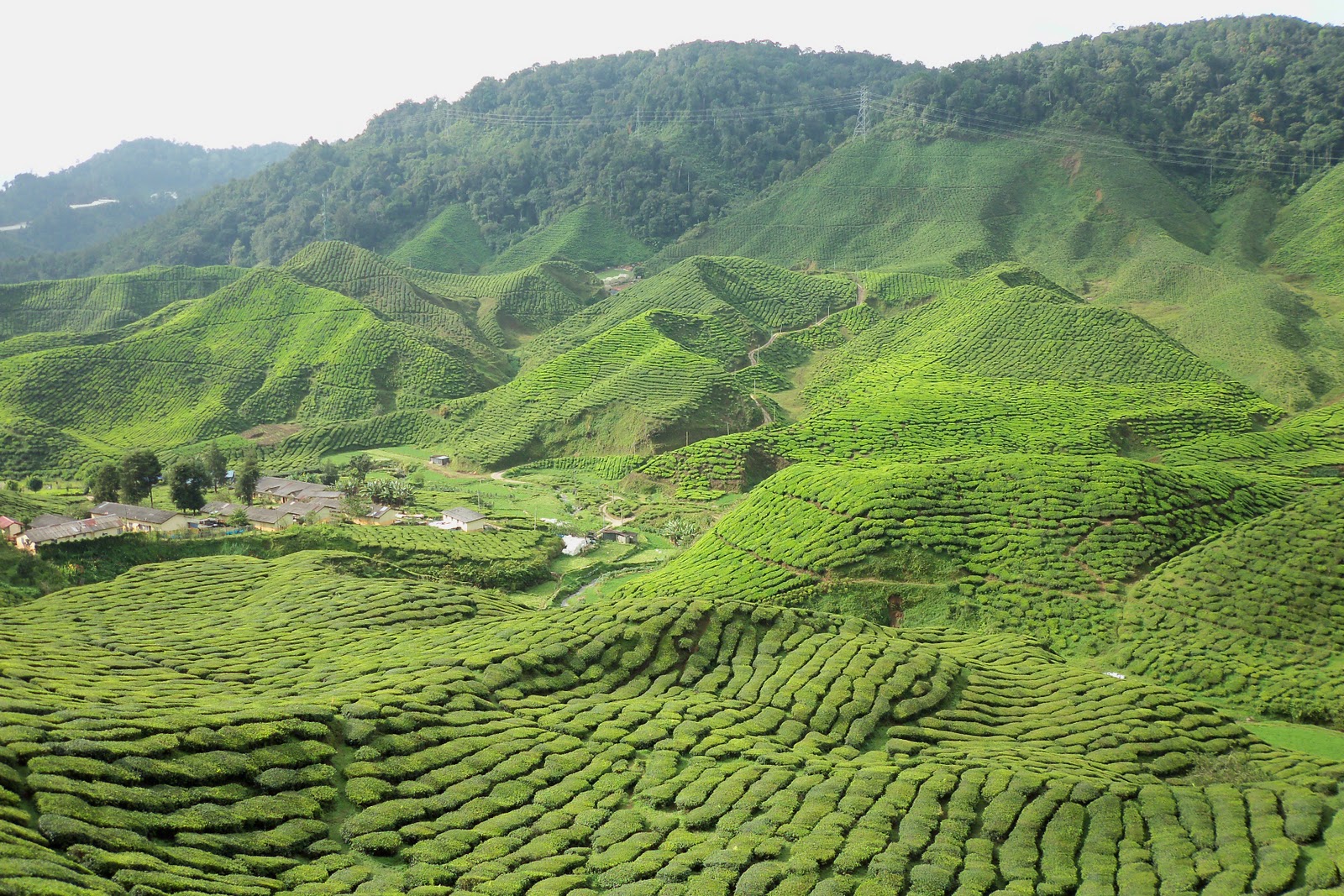 ladang teh boh sungai palas