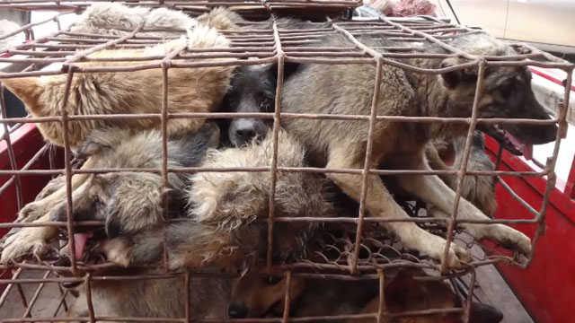 Un festival gastronómico en China sacrifica a cientos de perros para cocinarlos