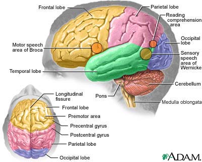 Brain Divisions
