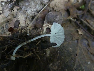 Delicatula integrella - Mycène blanc pur