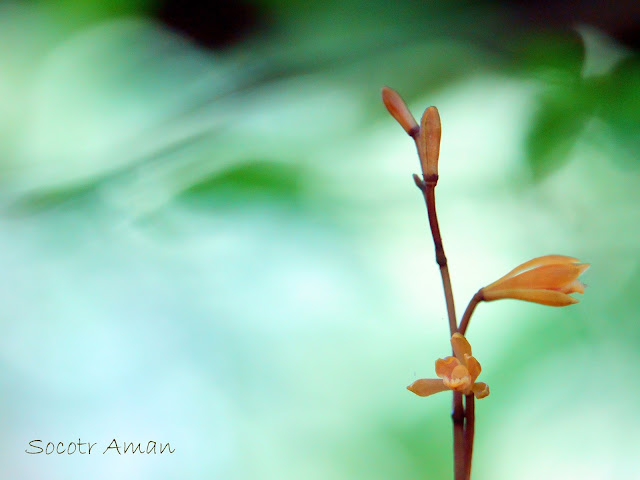 Lecanorchis suginoana